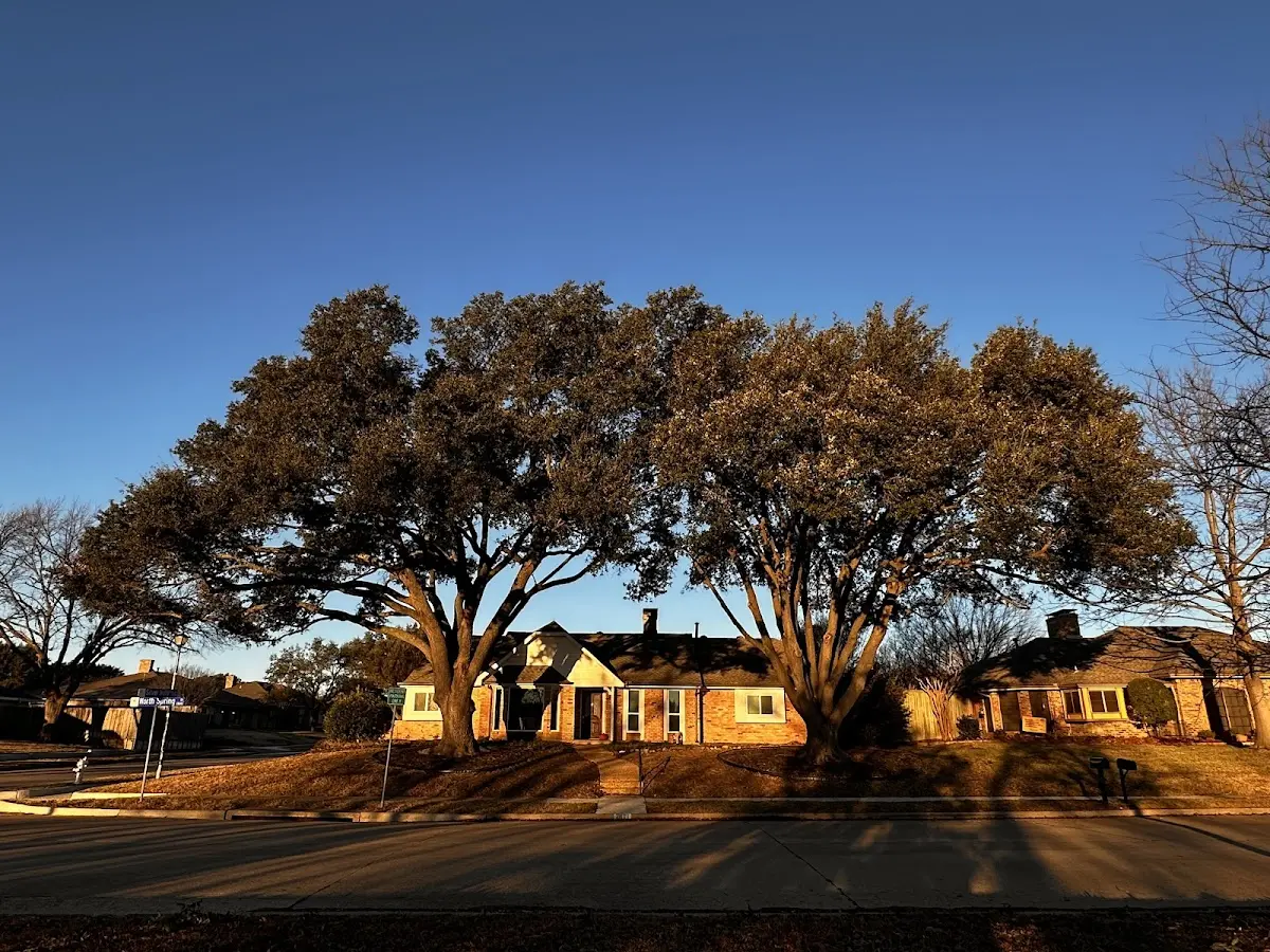 Established residential canopy tree shading a home in Tomahawk
